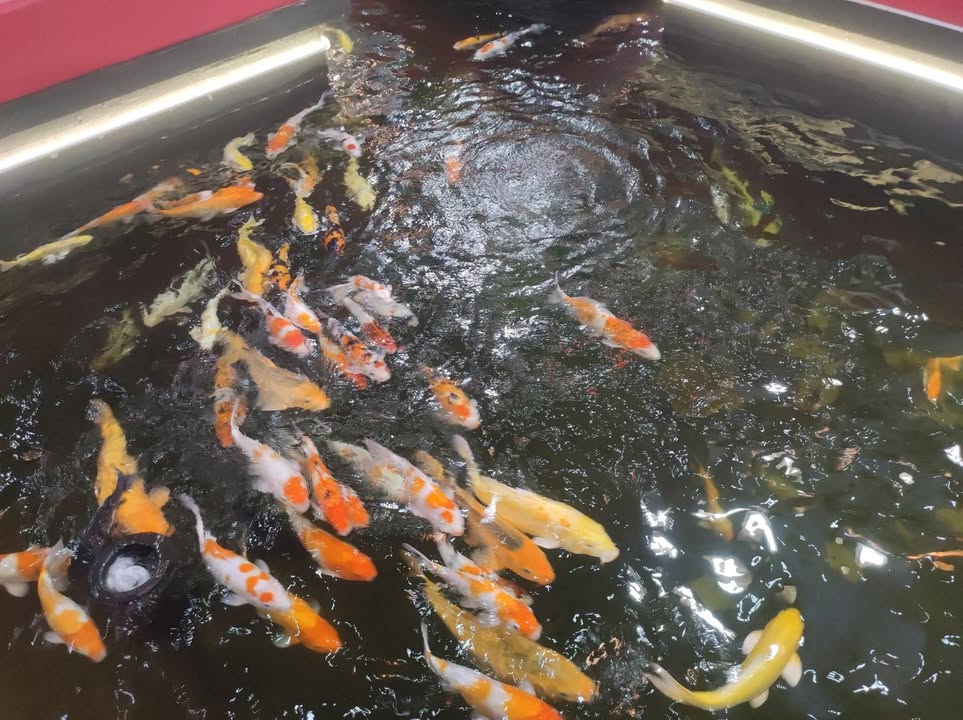 Đất nền Trà Côn Vĩnh Long 147m² giá 120 triệu - Sổ đỏ chính chủ, vị trí đẹp!