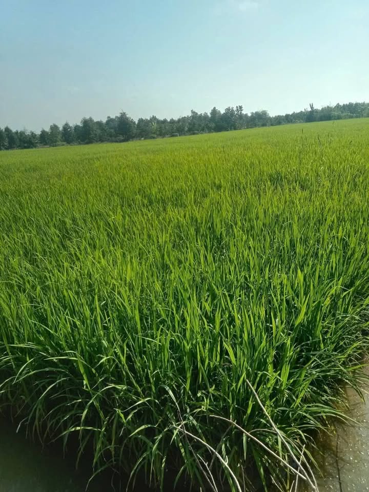 Farm cho thuê 10.000m² tại xã Mỹ Trung, huyện Cái Bè - Giá 55 triệu/năm!