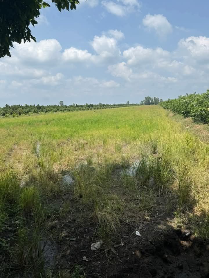 Cho thuê đất nông nghiệp 12.000m² tại Xã Hòa Khánh, Cái Bè - Giá chỉ 5,7 triệu/năm!