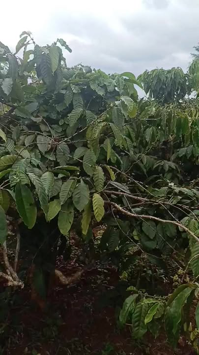 Đất thổ cư 2952m² thôn 9, Ea Kiết chỉ 2.4 tỷ - Đầu tư sinh lời ngay!