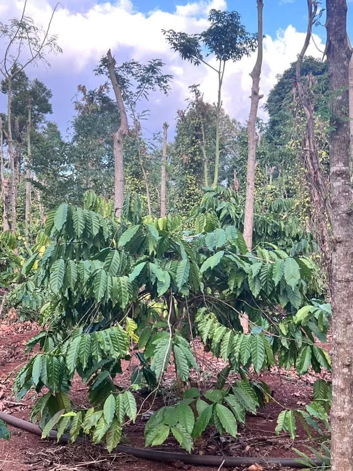 Farm Cư Suê 1908m² giá 2.12 tỷ - Đầu tư sinh lời hấp dẫn!