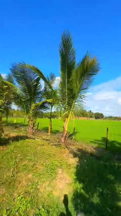 Farm 1.8 sào tại Hòa Tiến, Krông Pắc giá 400 triệu - Nguồn thu ổn định!