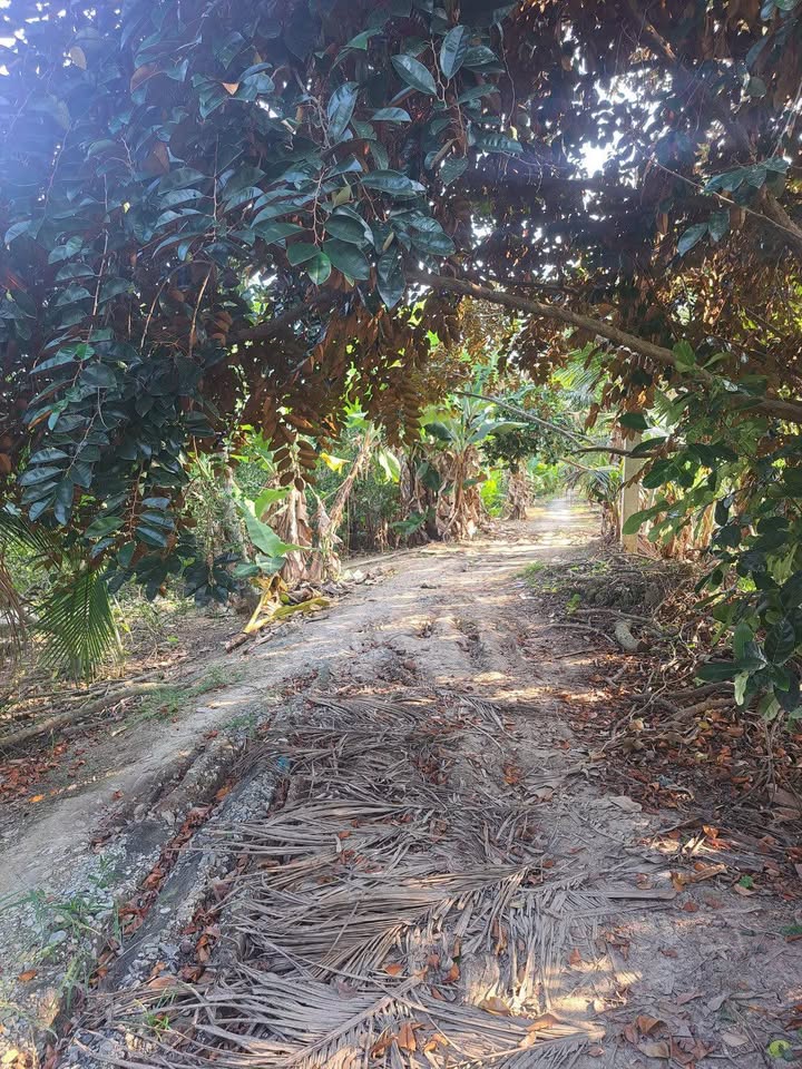 Đất mặt tiền Rạch Lung Trâu, Cái Răng, Cần Thơ 1.378m² giá 1.25 tỷ - Cơ hội đầu tư tuyệt vời!