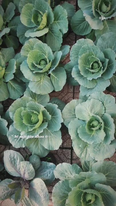 Đất nền Thới Lai 203m² giá 750 triệu - Tiềm năng kinh doanh hấp dẫn!