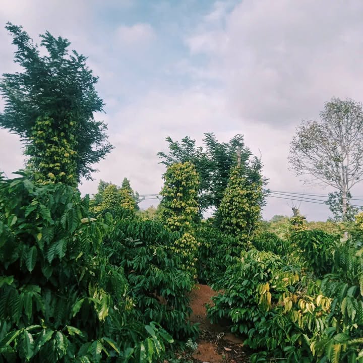 Đất Farm Thôn 1, Xã Tân Hòa, Huyện Buôn Đôn 12.000m² giá 4.32 tỷ - Cơ hội đầu tư hấp dẫn!