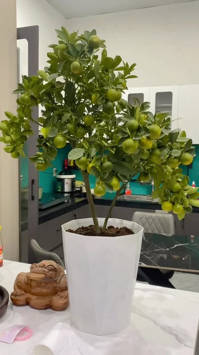 Nhà mặt tiền đường Âu Cơ, Huyện Lăk, 243m² - Cơ hội đầu tư hấp dẫn!