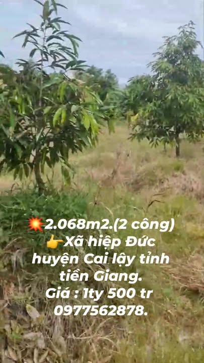 Đất vườn sầu riêng 2068m² tại Cai Lậy - Giá chỉ 1.5 tỷ!