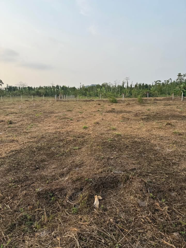 Đất nền 100m² tại Xuân Sơn, Châu Đức - Giá chỉ từ 300 triệu, chính chủ bán gấp!