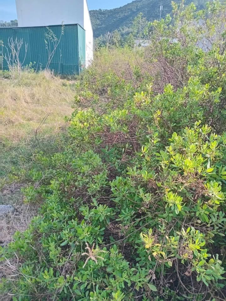 Đất thổ cư Phước Đồng Nha Trang 100m² giá 450 triệu - Hẻm ô tô thông thoáng!