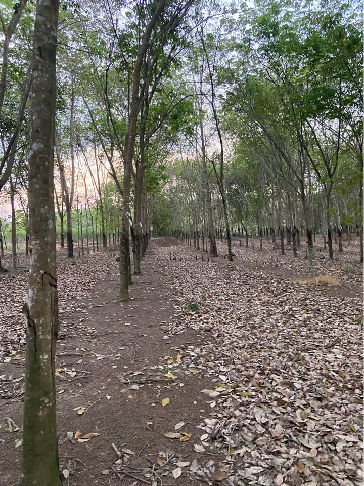 Đất nông nghiệp 24.000m² tại Xã An Linh, Huyện Phú Giáo - Giá 8.2 tỷ - Cơ hội đầu tư hấp dẫn!