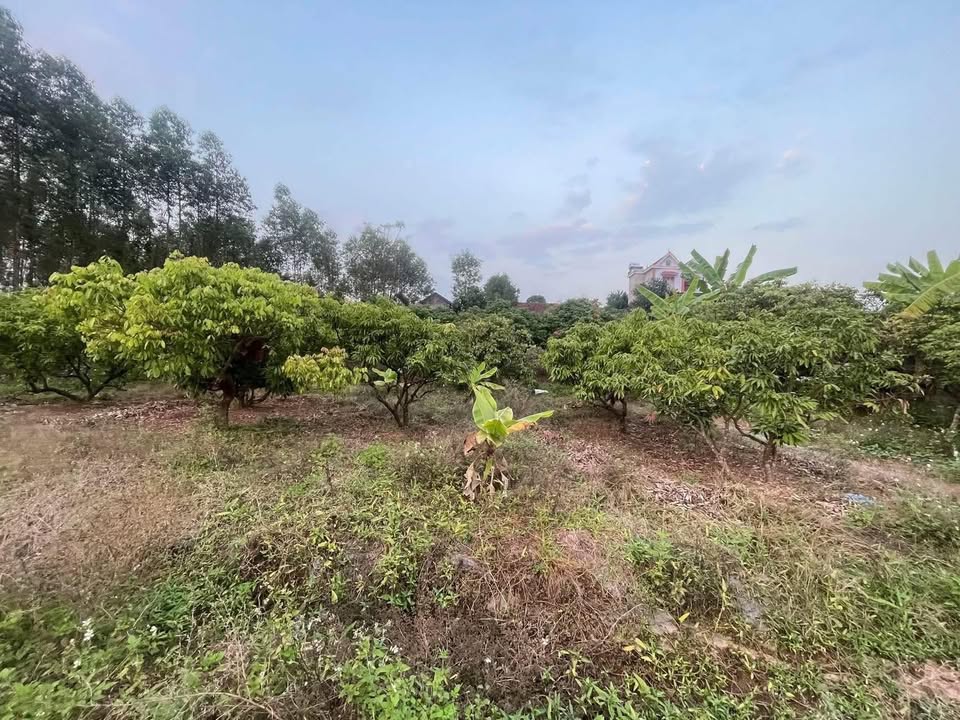 Đất vườn Đông Phú - Quế Võ 1338m² giá 1 tỷ - Phù hợp xây nhà vườn nghỉ dưỡng!