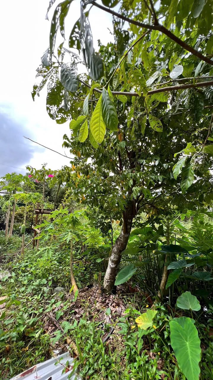 Đất vườn 780m² kênh Chòi Ngòi Bạc Liêu giá 1 tỷ - Cơ hội đầu tư hấp dẫn!