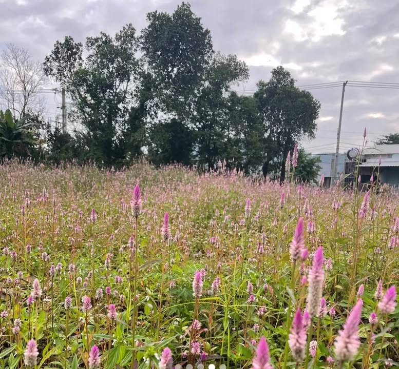 Đất nền Hòa Sơn, Đà Nẵng 130m² chỉ 1.8 tỷ - Cơ hội đầu tư sinh lời!