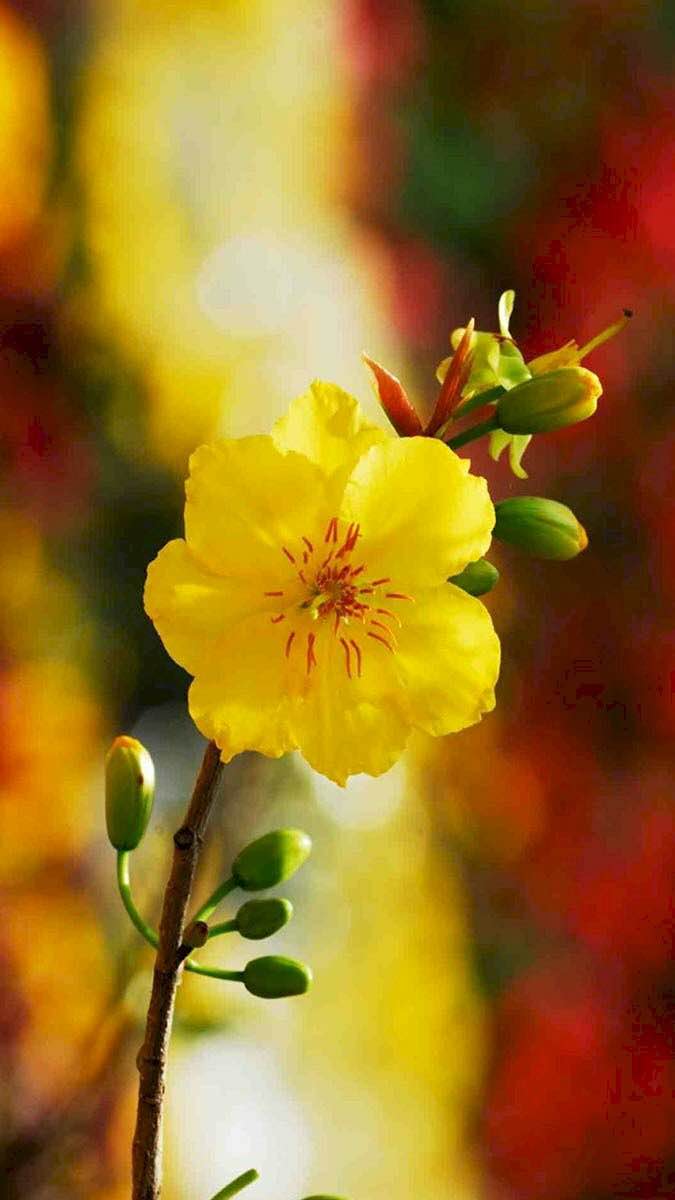 Đất nền đường Trung Lập 9, Liên Chiểu, 125m² giá 6 tỷ - Đầu tư sinh lời ngay!