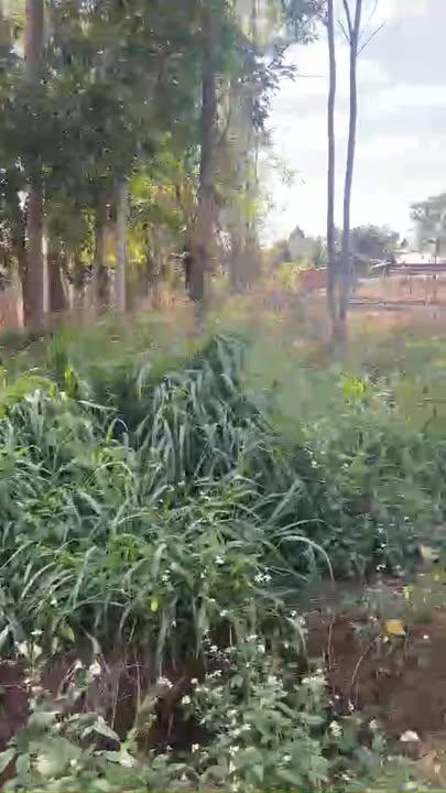 Đất nền Buôn Đung B, Ea H'leo 500m² giá 350 triệu - Sổ hồng chính chủ!