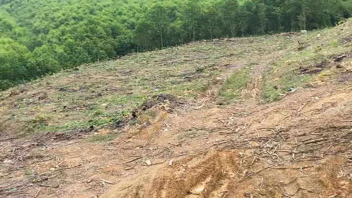 Đất rừng sản xuất Nghĩa Lộc 4,5ha giá thỏa thuận - Cơ hội đầu tư tuyệt vời!