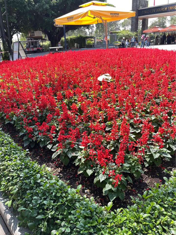 Đất nền Bình Mỹ 311m² giá 4.5 tỷ - Sổ đỏ chính chủ, thương lượng nhẹ