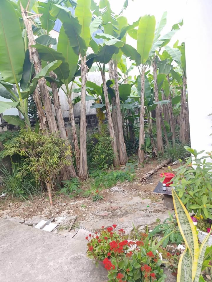 Đất thổ cư chính chủ tại phường Đồng Hoà, Hải Phòng - Diện tích 89m² chỉ 1.7 tỷ!