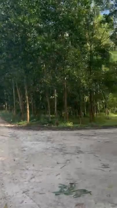 Đất thổ cư 280m² xã Tịnh Hiệp, huyện Sơn Tịnh - Chỉ 138 triệu, bán gấp!