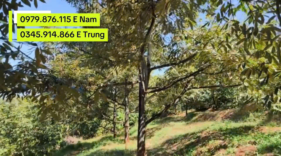 Đất nông nghiệp Quận Hoàn Kiếm 2,5 ha - Đang khai thác, thu nhập ổn định!