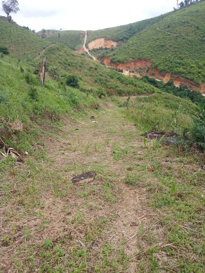 Đất nông nghiệp tại Xã Phi Tô 29.000m² giá 8.12 tỷ - Tiềm năng phát triển lớn!