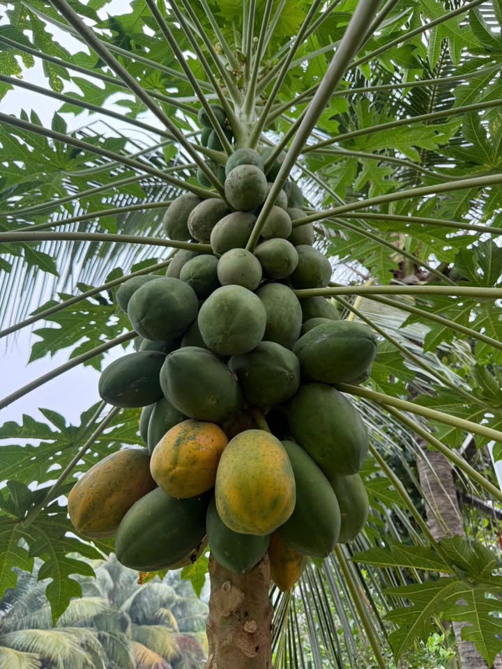 Đất vườn 800m² xã Phước Hậu - Cần Giuộc, Long An giá 1.15 tỷ - Đầu tư sinh lời ngay!