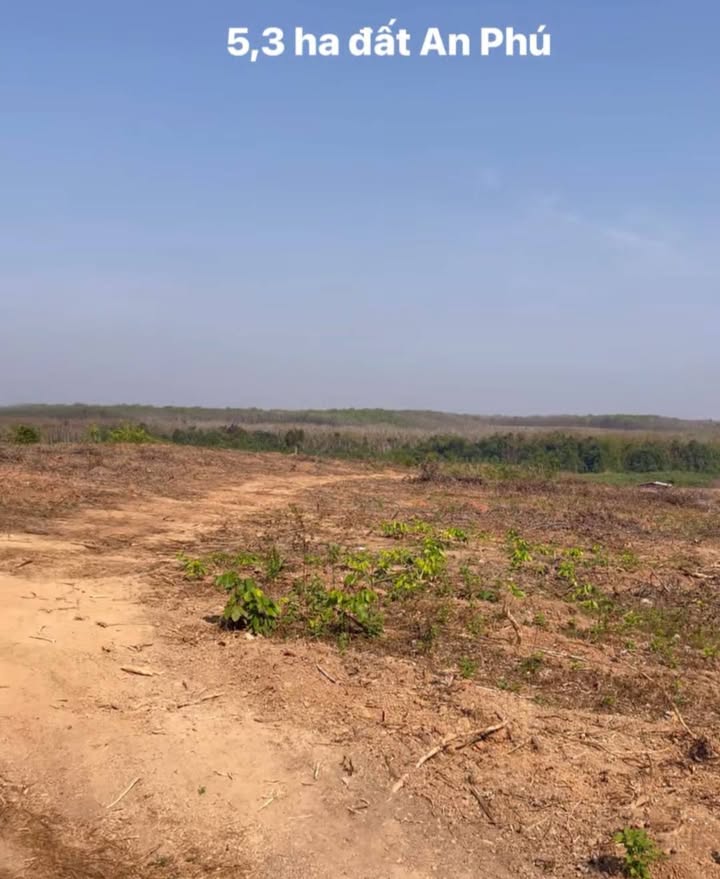 Đất Farm 5,3ha tại Thanh Phú, Bình Long giá chỉ 5.3 tỷ - Tiềm năng phát triển lớn!