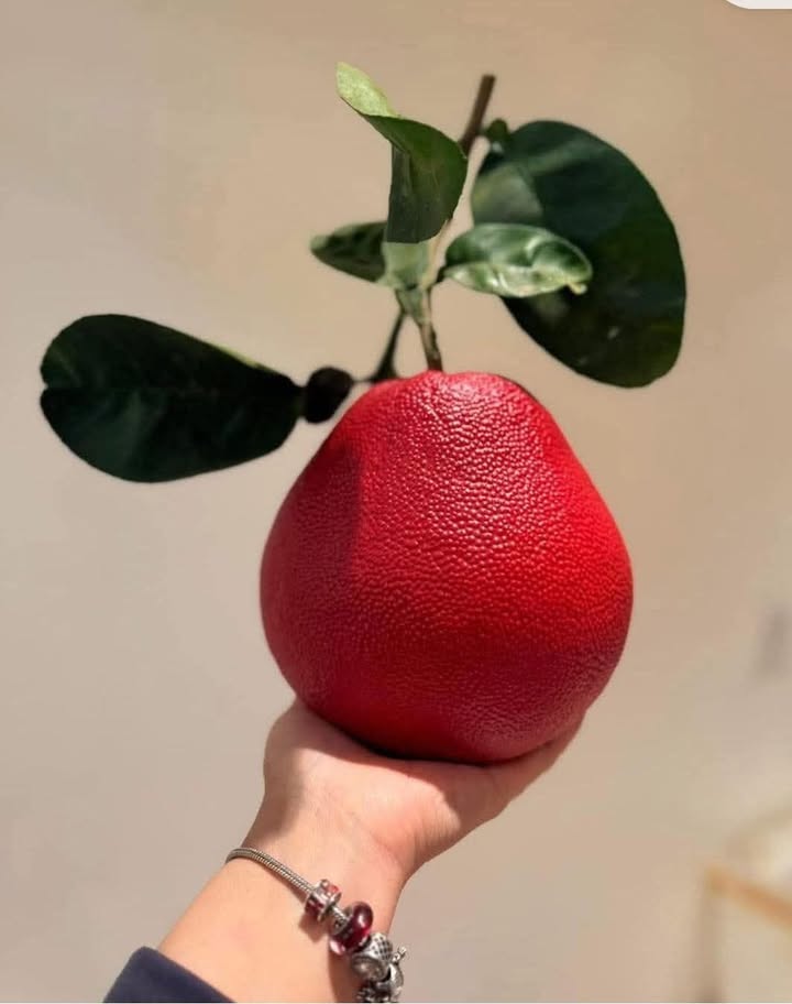 Nhà phố khu E Kim Long, Đà Nẵng 90m² giá 5 tỷ - Vị trí đắc địa, thuận tiện giao thông!