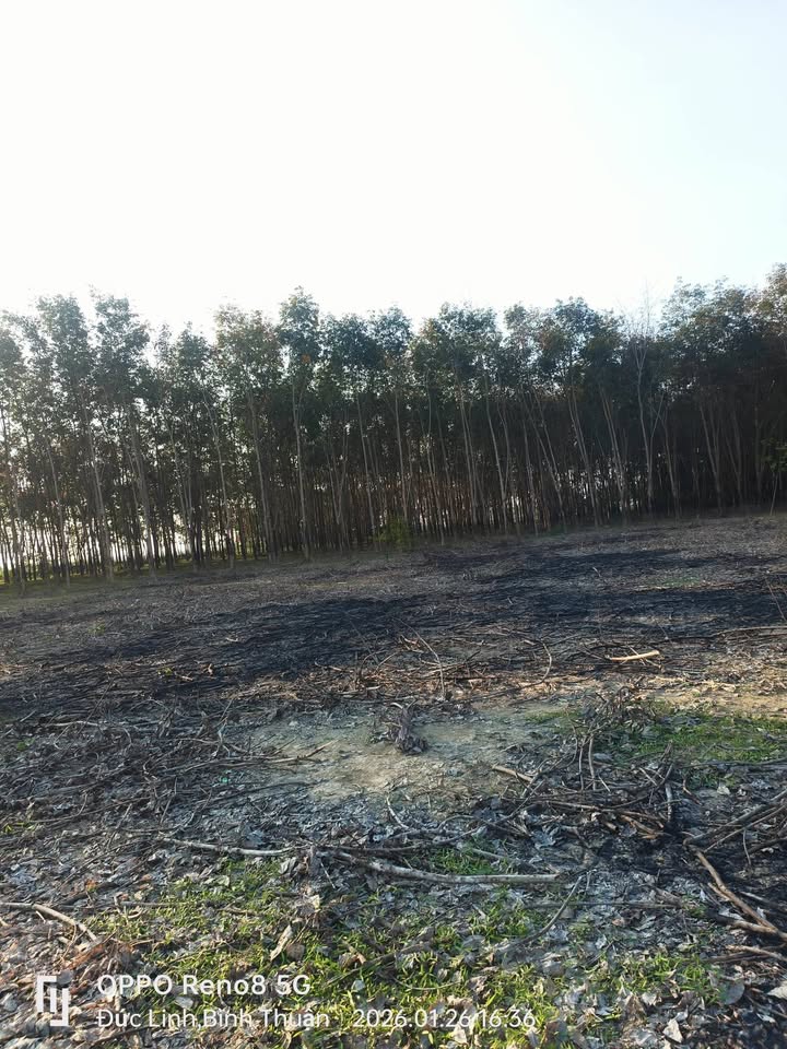 Đất nền 2ha4 tại xã Nam Chính, huyện Đức Linh - Giá chỉ 1.8 tỷ!