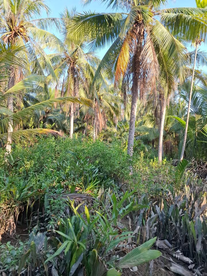 Đất nền Phước Hiệp, Mỏ Cày Nam 700m² giá 190 triệu - Đầu tư sinh lời lý tưởng!