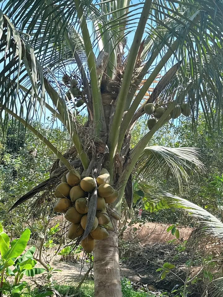 Đất vườn bưởi Khánh Nam, Khánh Vĩnh 650m² giá chỉ 260 triệu - Cơ hội đầu tư hấp dẫn!