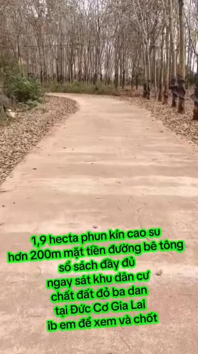 Đất nông nghiệp 1,9 hecta tại Đức Cơ, Gia Lai - Mặt tiền rộng, kinh doanh thuận lợi!
