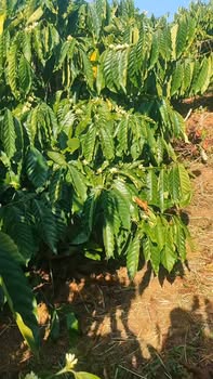 Đất Farm Kiến Đức Đắk Nông 19.800m² giá 2 tỷ - Đầy đủ tiện ích xung quanh!