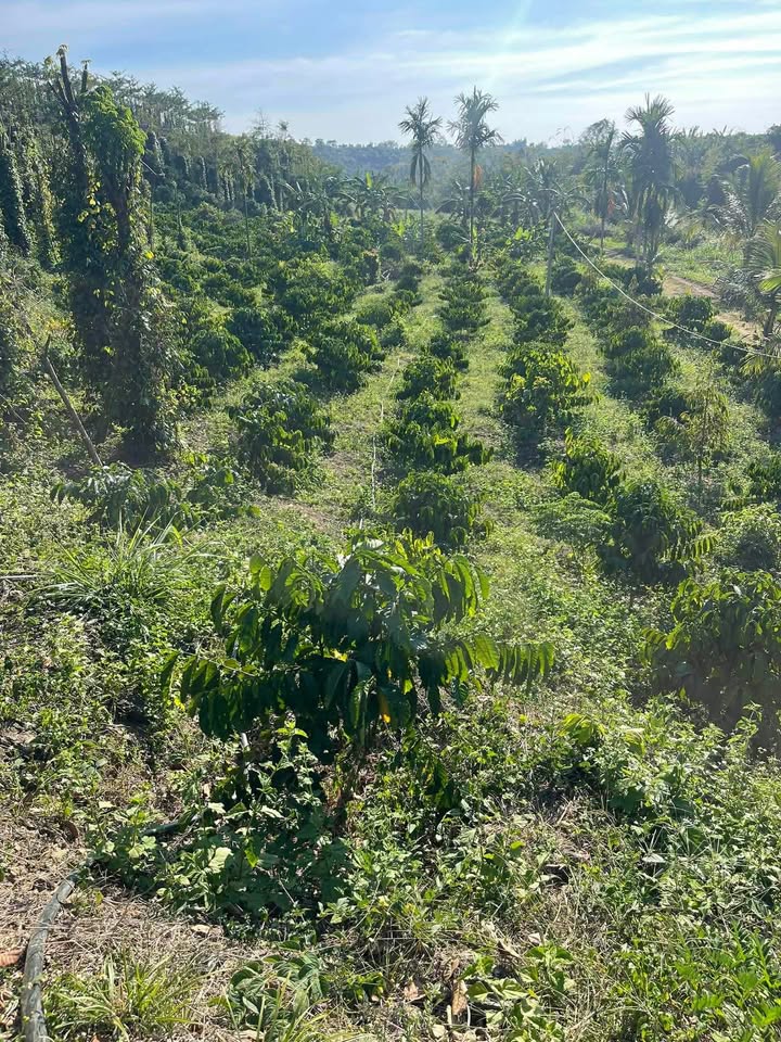 Farm 6,1 sào tại Trúc Sơn, Cư Jút, Đắk Nông giá chỉ 850 triệu - Đầu tư sinh lời ngay!