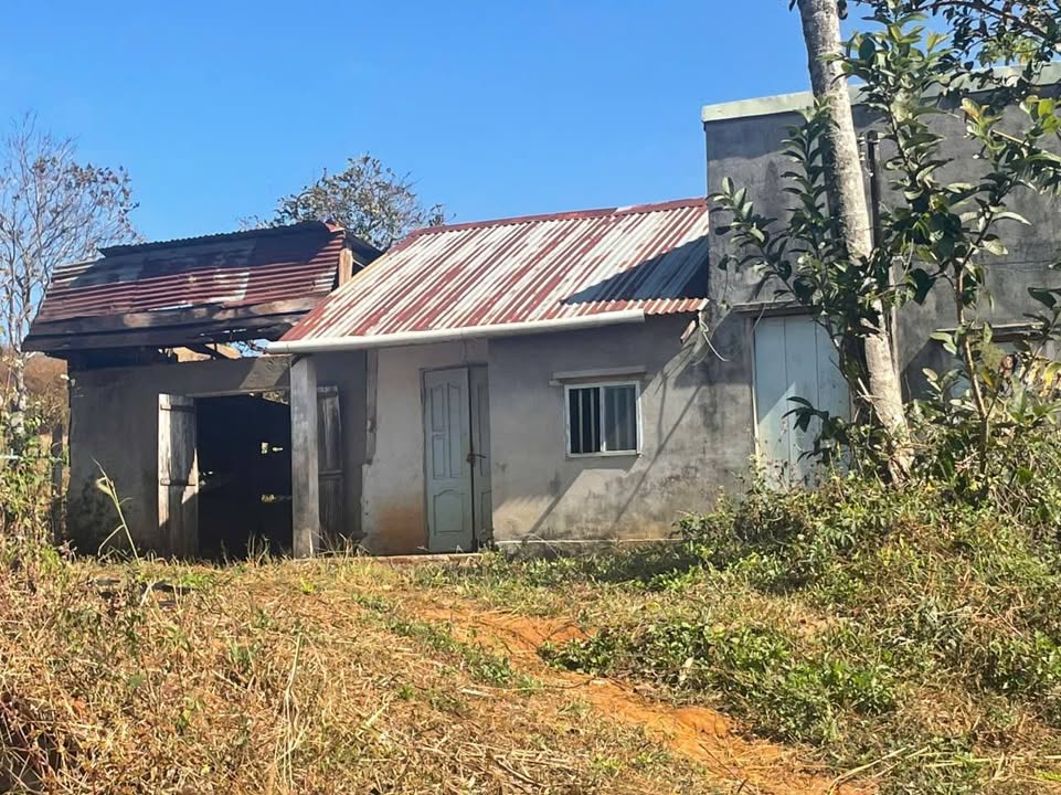 Farm 2.5ha tại Phường Quảng Thành, Gia Nghĩa - Giá chỉ 5 tỷ, Sổ đỏ chính chủ!