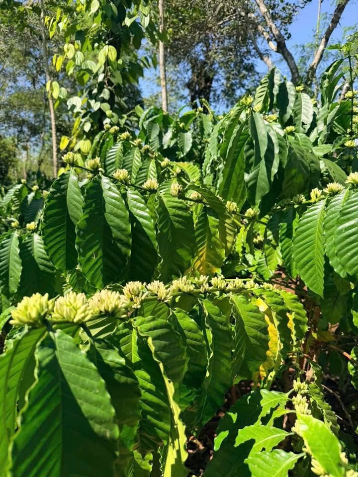 Đất nông nghiệp Quảng Phú 19,440m² giá 1.836 tỷ - Ô tô vào tận nơi!