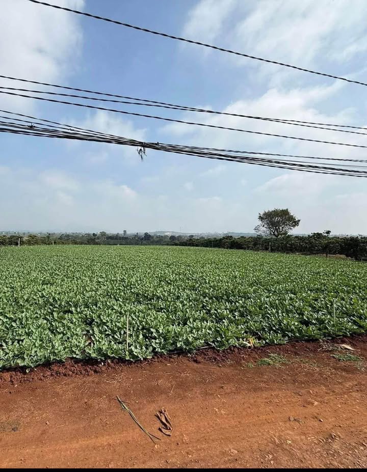 Đất nền Tân Hội Đức Trọng 17.280m² giá 2.304 tỷ - Mặt tiền 60m cực đẹp!