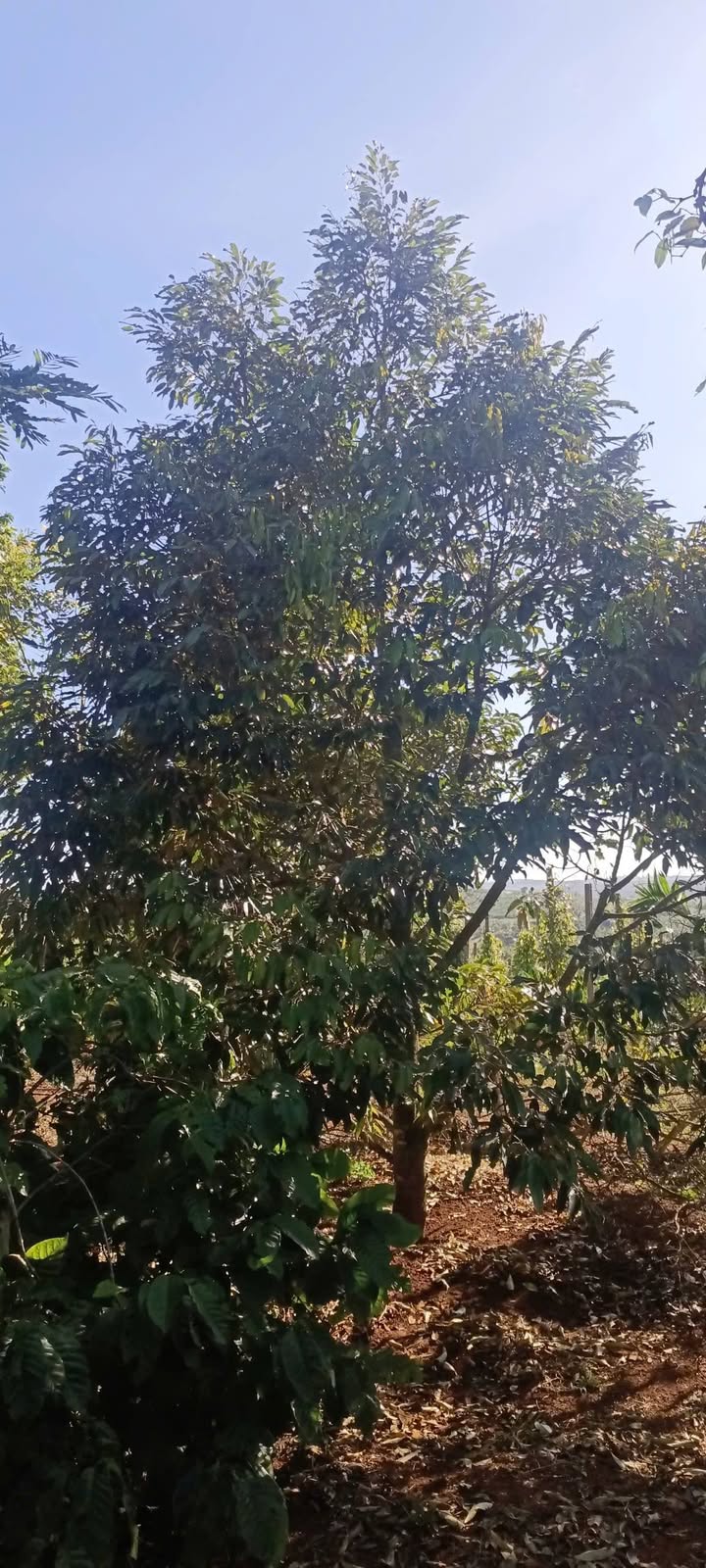 Đất Farm Trị An Đồng Nai 1,3ha giá 9,36 tỷ - Sổ hồng trao tay, ô tô tới tận nơi!