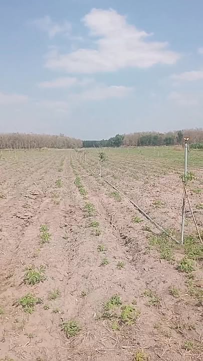 Đất nền 40,000m² tại Xã Tân Hội, Tân Châu, Tây Ninh - Giá chỉ 3 tỷ, không thương lượng!