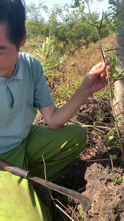 Farm 7ha cây dược liệu bồ kết tại Đắk Nông giá 1.302 tỷ - Đầu tư sinh lời hấp dẫn!