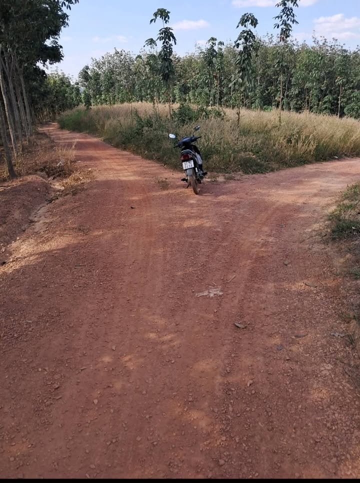 Farm đất cao su 9.3 sào tại Xã Đoàn Kết, Huyện Bù Đăng, giá 1.3 tỷ - Cơ hội đầu tư hấp dẫn!