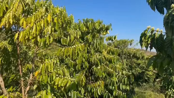 Farm 2.3ha tại Đăk Gằn, Đăk Mil giá 4.5 tỷ - Đầu tư sinh lời ngay!