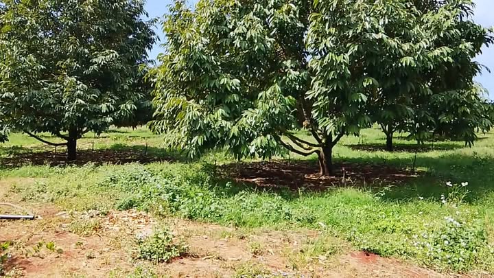 Farm 5ha tại Xã Ia Dom, Huyện Đức Cơ, Gia Lai - Đất đỏ màu mỡ, trồng cây ăn quả