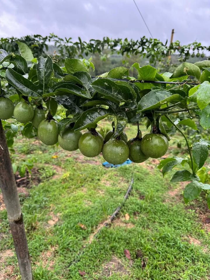 Farm 7000m² ở Xã Ea Sol, Huyện Ea H'leo giá 850 triệu - Cơ hội đầu tư tuyệt vời!