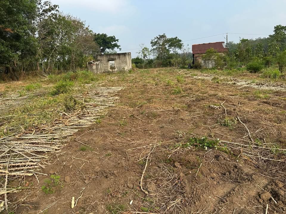 Đất thổ cư 2000m² tại xã Tân Thành, huyện Bù Đốp - Giá 580 triệu, sổ đỏ chính chủ!