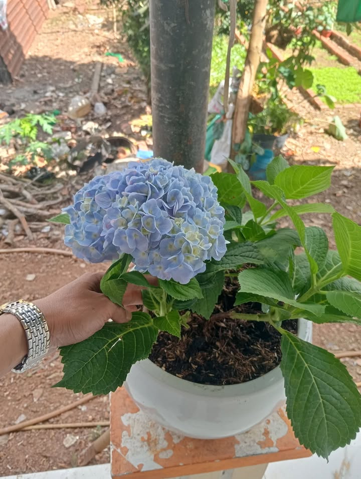 Nhà phố 130m² tại The Gold, Đồng Xoài - Bán gấp chỉ 3.8 tỷ