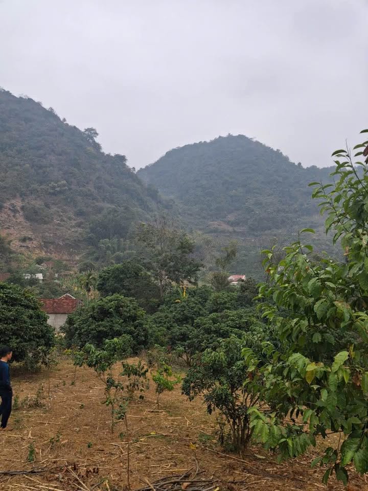 Đất vườn Bản Lòng Mận, Chiềng Mai 7000m² giá 980 triệu - Đầu tư lý tưởng!