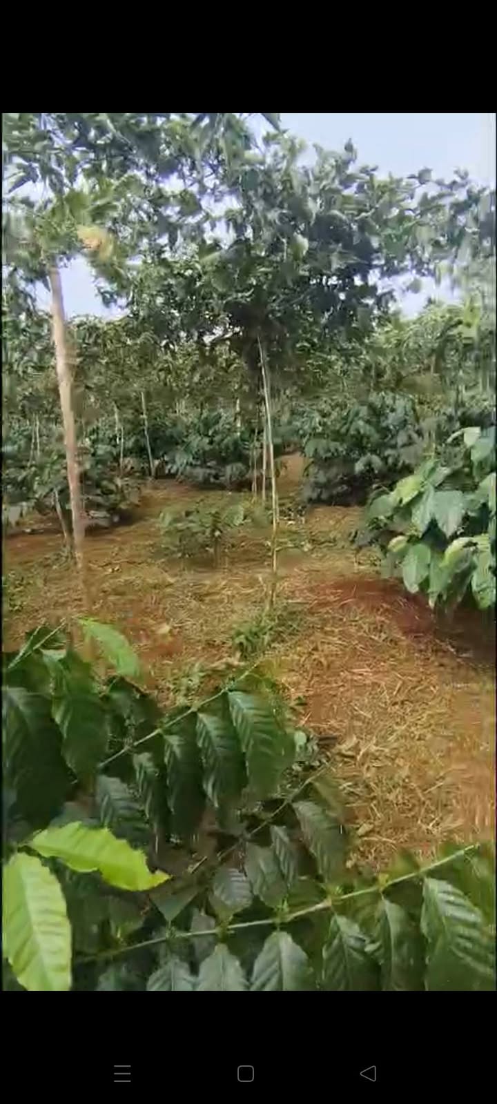 Đất nền 6,5 sào tại Phường Nghĩa Thành, Gia Nghĩa, Đắk Nông chỉ 1.85 tỷ - Đầu tư sinh lời!