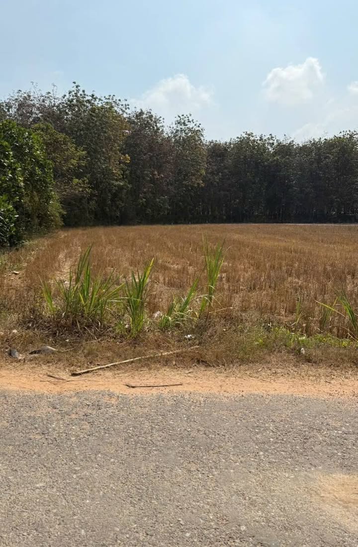 Đất nền 402m² tại ấp Nam Bến Sỏi, Tây Ninh - Giá chỉ 320 triệu!