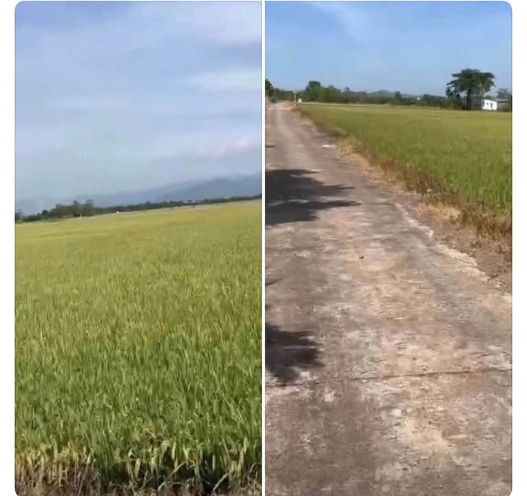 Đất nền 3 sào 3 ruộng tại Phú Thanh, Tân Phú - Giá chỉ 460 triệu!